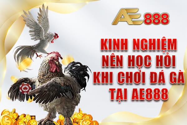 Kinh nghiệm nên học hỏi khi chơi đá gà tại AE888