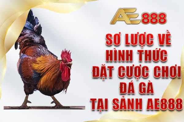 Sơ lược về hình thức đặt cược chơi đá gà tại sảnh AE888